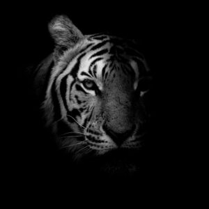 A black and white image of a tigers face